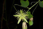 Yellow passionflower